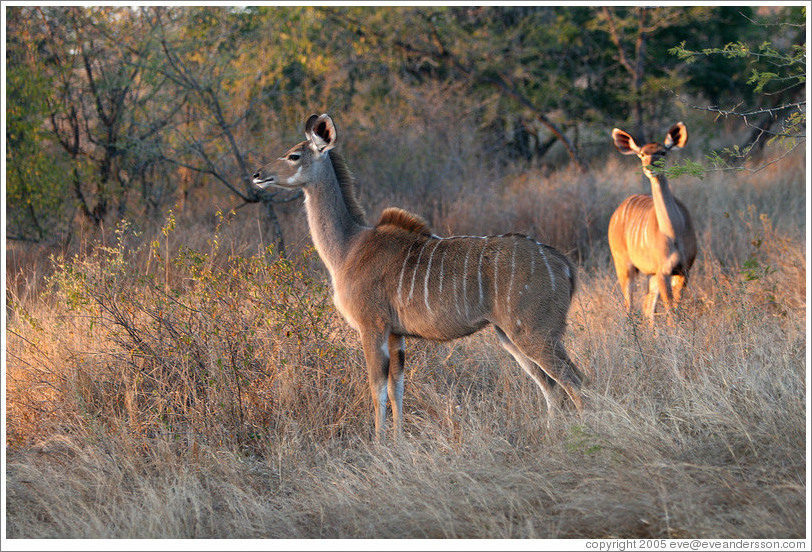 Kudu in the morning light.  (Species: Greater kudu, Tragelaphus stresiceros)