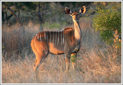 Kudu in the morning light.    (Species: Greater kudu, Tragelaphus stresiceros)