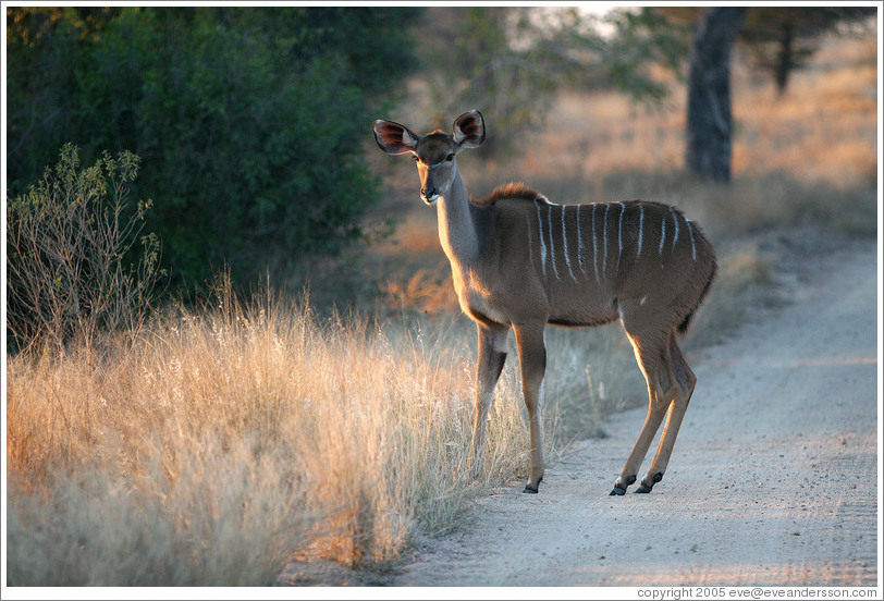 Kudu crossing road.  (Species: Greater kudu, Tragelaphus stresiceros)