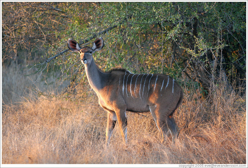 Kudu in the morning light.  (Species: Greater kudu, Tragelaphus stresiceros)