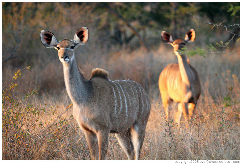 Kudu in the morning light.  (Species: Greater kudu, Tragelaphus stresiceros)