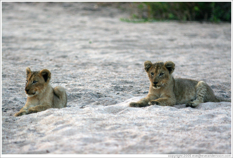 Lion cubs in a dry riverbed.