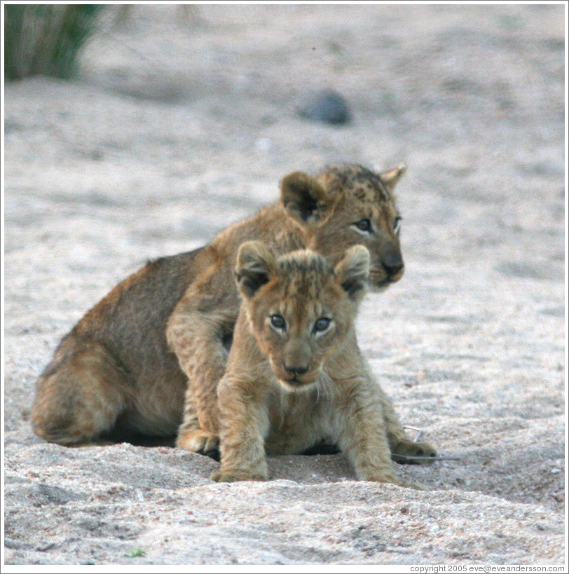 Lion cubs in a dry riverbed.