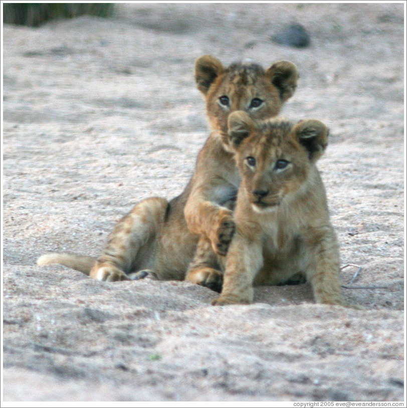 Lion cubs in a dry riverbed.
