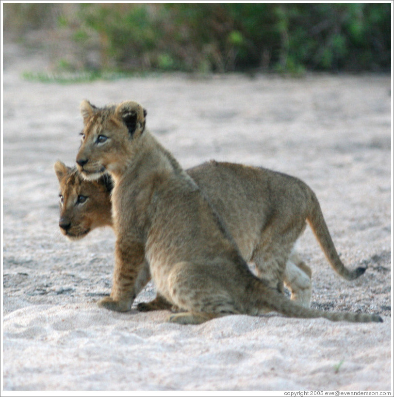 Lion cubs in a dry riverbed.