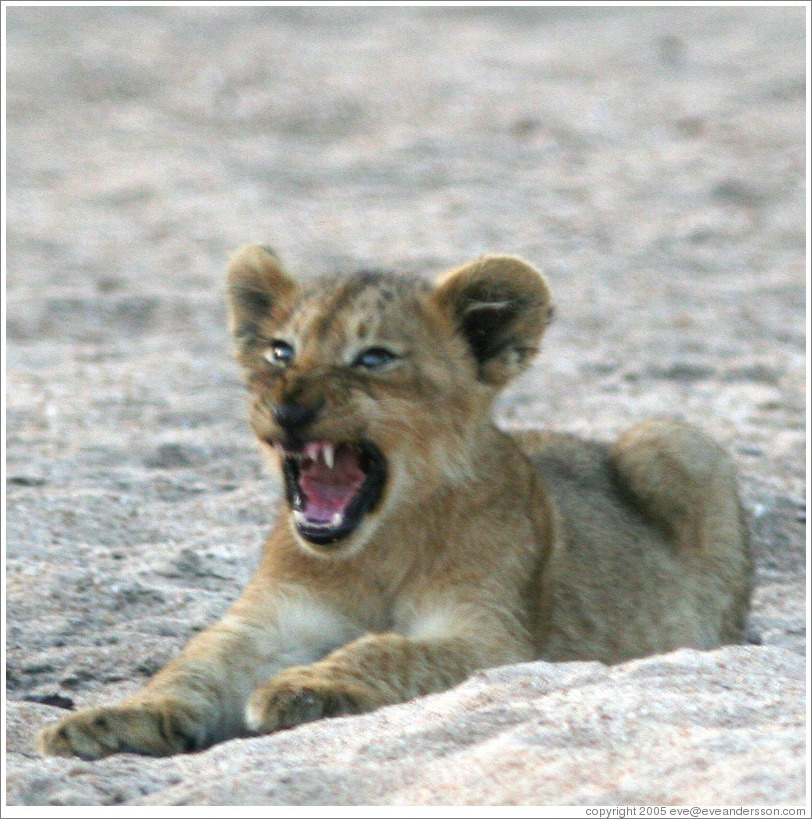 Lion cub yawning, in a dry riverbed.