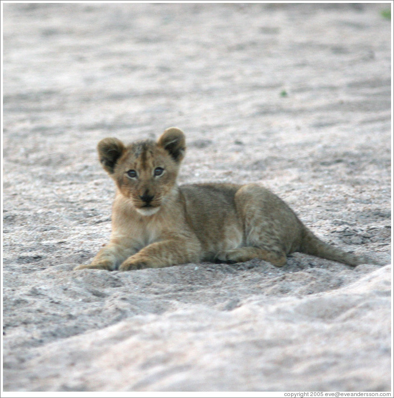 Lion cub in a dry riverbed.