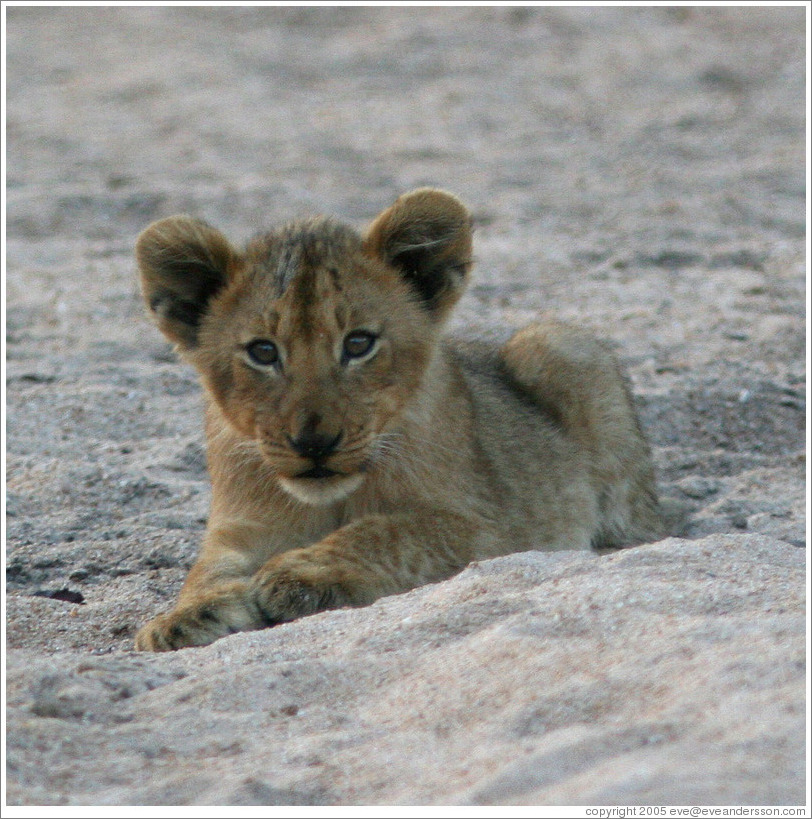 Lion cub in a dry riverbed.