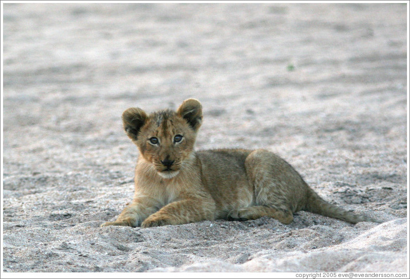 Lion cub in a dry riverbed.