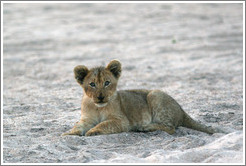 Lion cub in a dry riverbed.