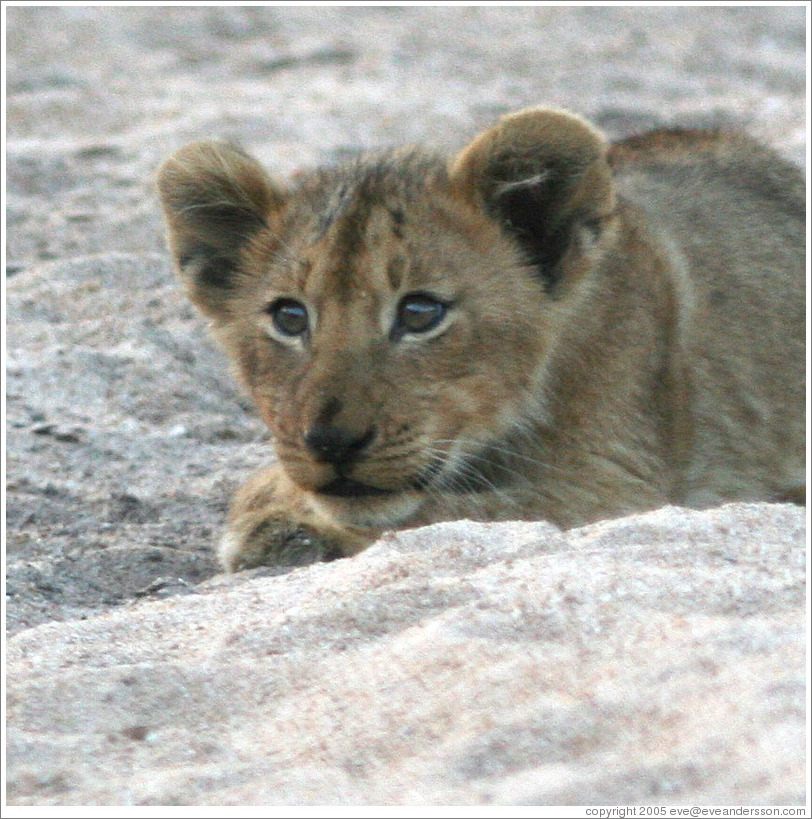 Lion cub in a dry riverbed.