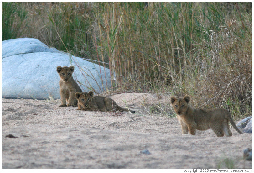 Lion cubs in a dry riverbed.