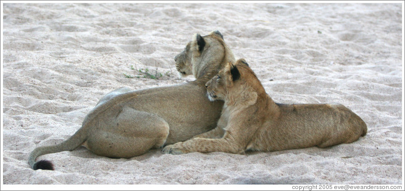 Lionesses in a dry riverbed.