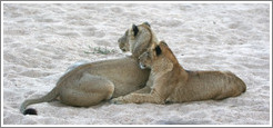 Lionesses in a dry riverbed.