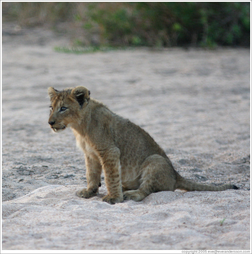 Lion cub in a dry riverbed.
