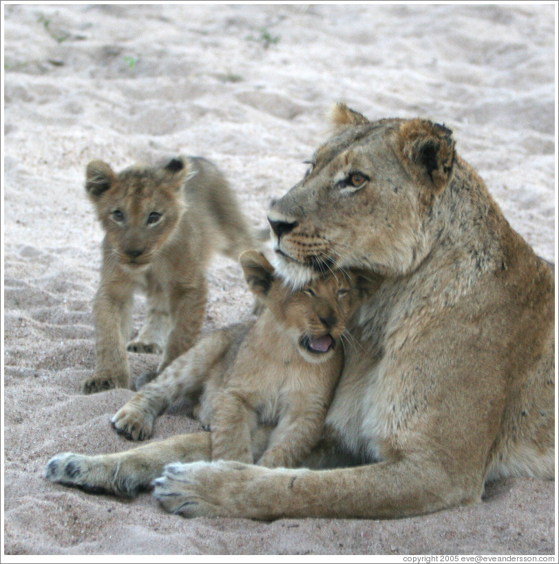 Lioness with lion cubs in a dry riverbed.