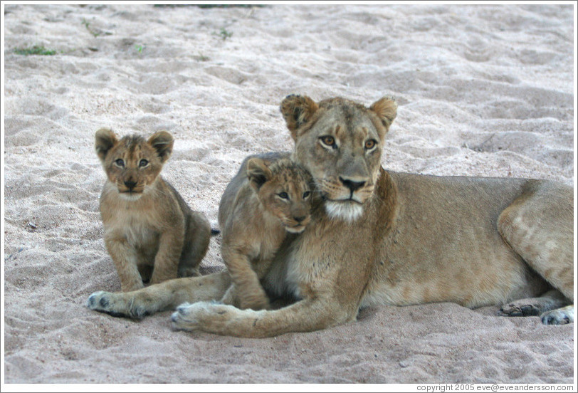 Lioness with lion cubs in a dry riverbed.