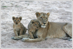 Lioness with lion cubs in a dry riverbed.