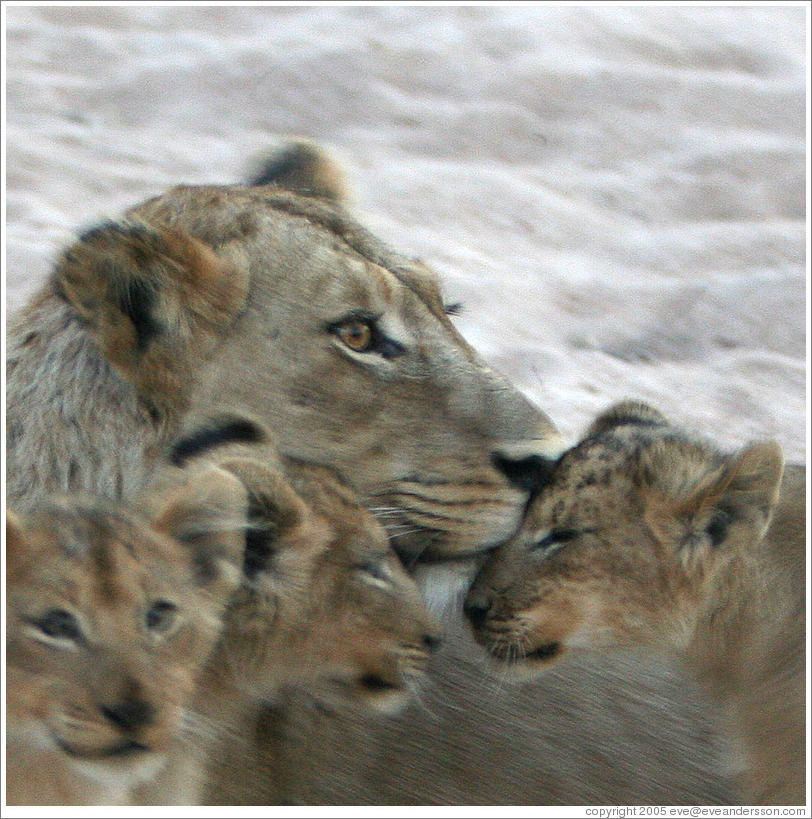 Lioness with lion cubs in a dry riverbed.
