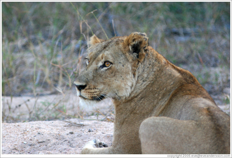 Lioness in a dry riverbed.