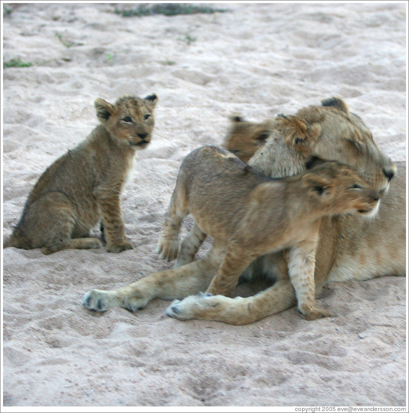 Lioness with lion cubs in a dry riverbed.