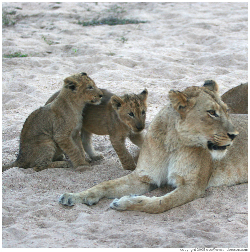 Lioness with lion cubs in a dry riverbed.