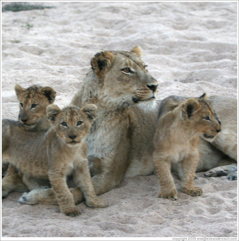 Lioness with lion cubs in a dry riverbed.