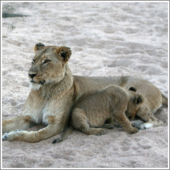Lioness with lion cub in a dry riverbed.