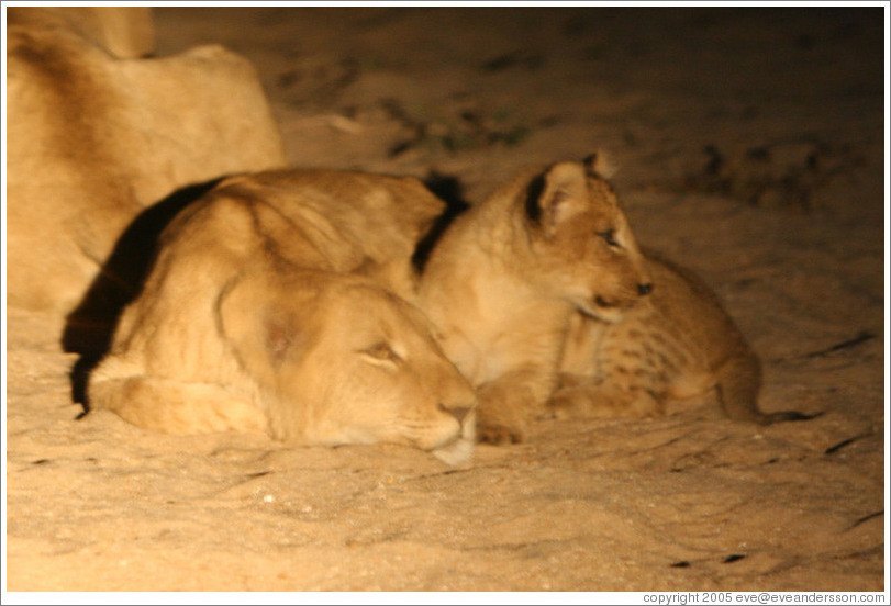 Lioness and cub, resting at night in a dry riverbed.