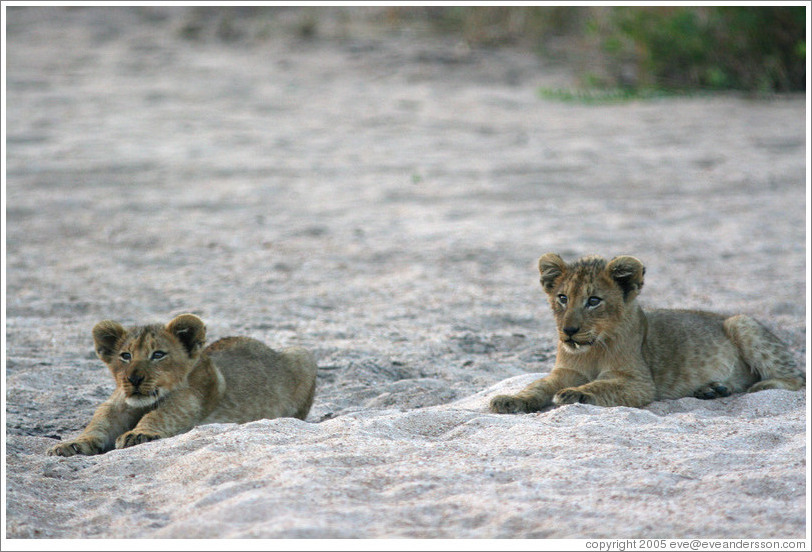 Lion cubs in a dry riverbed.