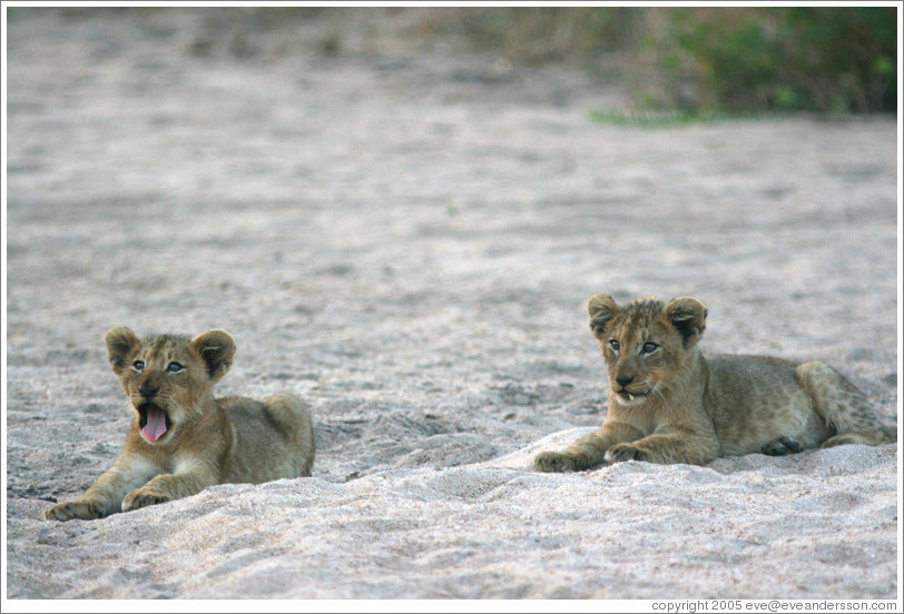 Lion cubs in a dry riverbed.