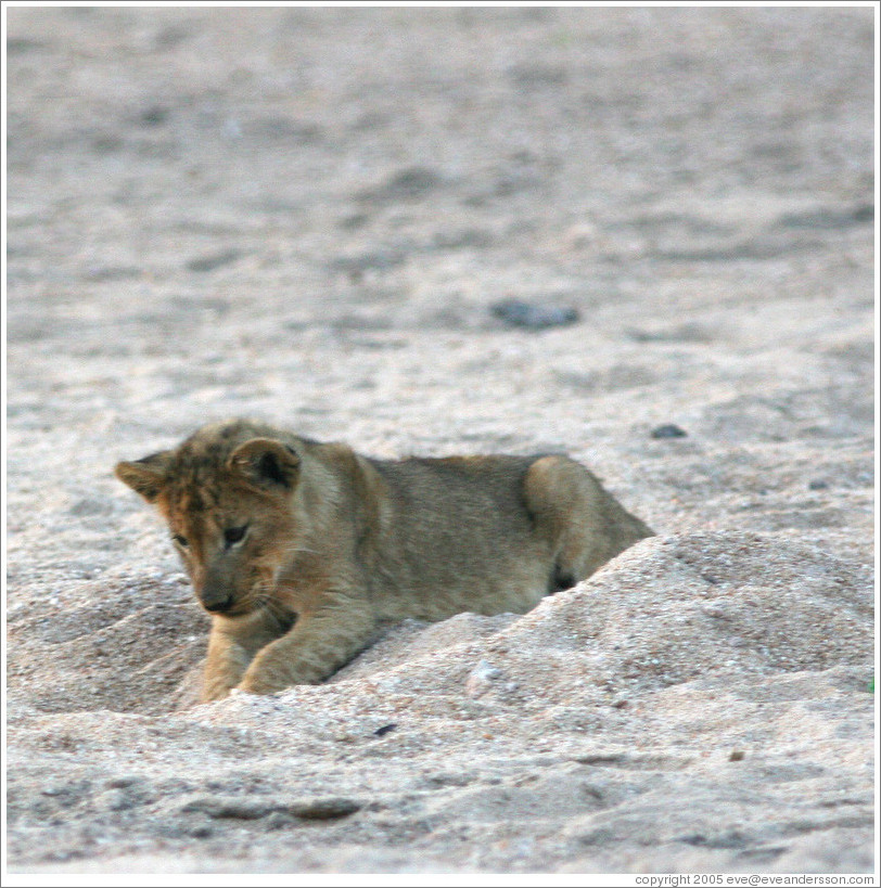 Lion cub in a dry riverbed.