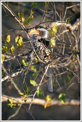 Southern Yellow-billed hornbill.
