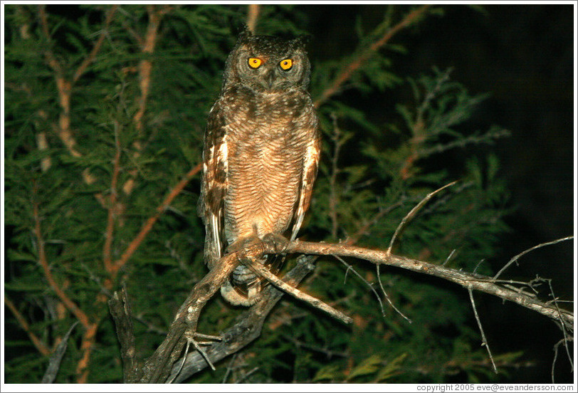 Spotted eagle owl.