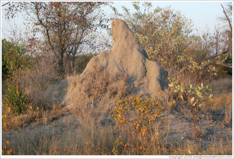 Termite mound.