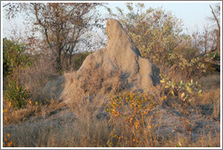 Termite mound.