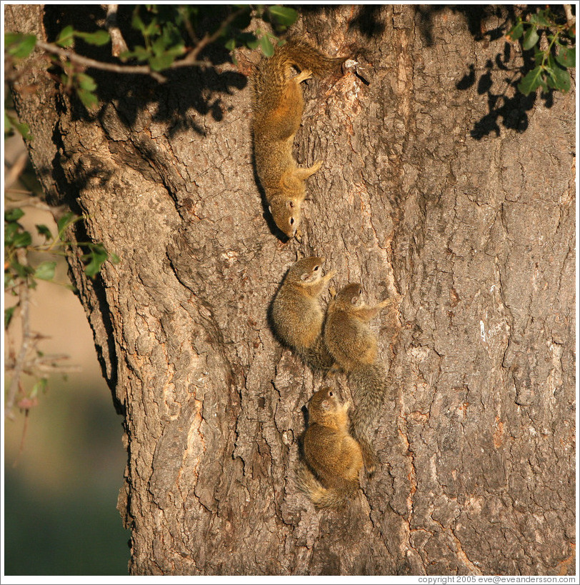 Tree squirrels, warming in the sun.