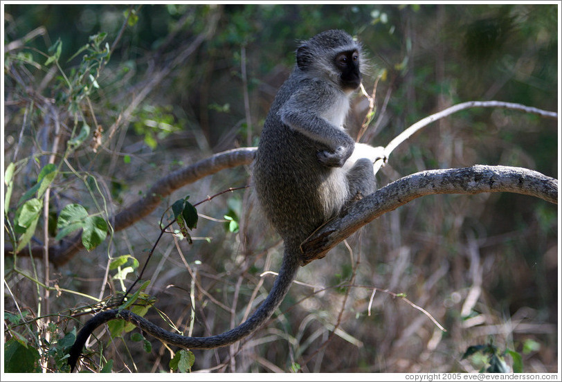 Vervet monkey (Species: Cercopithecus aethiops)