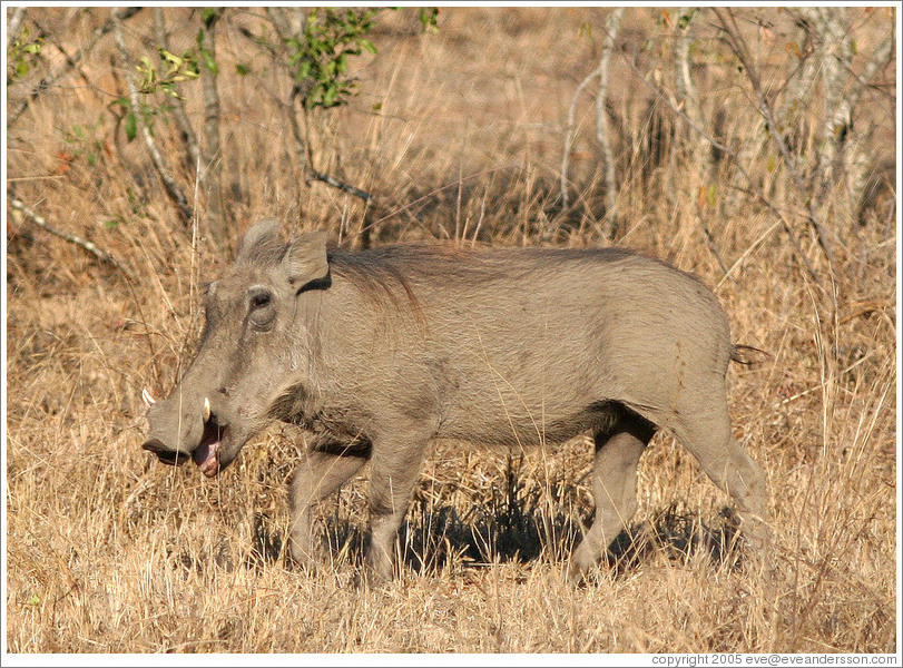 Warthog (Species: Phacochoerus aethiopi)