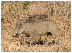 Warthog (Species: Phacochoerus aethiopi)