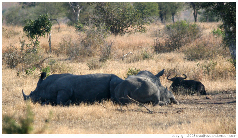 White rhinos and wildebeast, resting.
