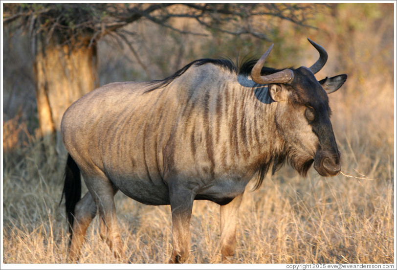 Wildebeast (Species: Connochaetes taurinus)