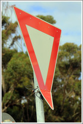 Yield sign with a bent corner. Corner of Slangkop Road and Kommetjie Road, near the Ocean View township.