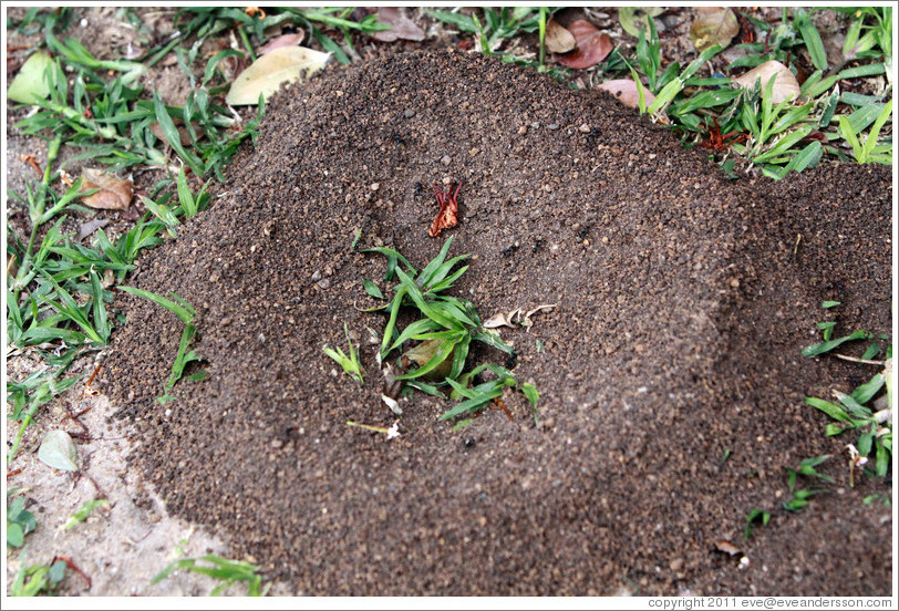Ant hill.  Most ants are carrying soil out of the central hole and a few are putting the perimeter into order.