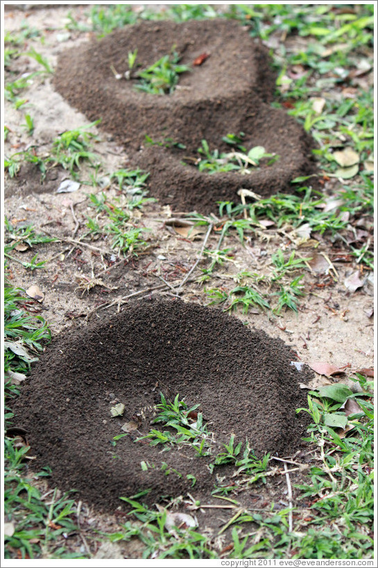 Ant hills.