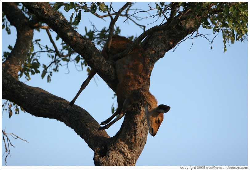 Baby bush buck in tree, killed by a leopard.