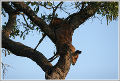 Baby bush buck in tree, killed by a leopard.