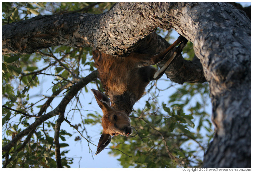 Baby bush buck in tree, killed by a leopard.