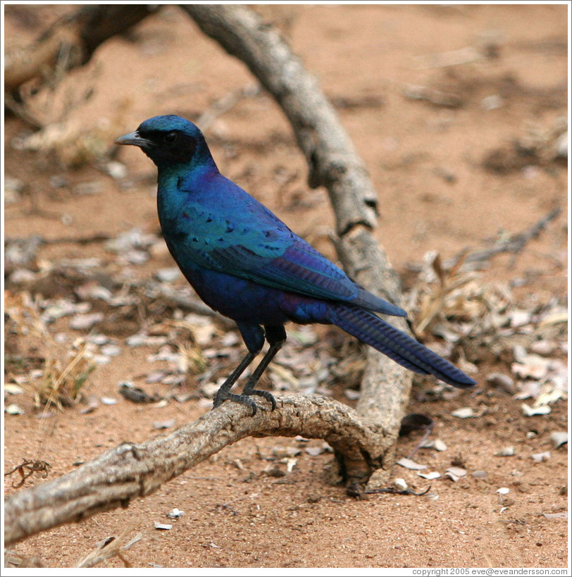 Burchells Starling.