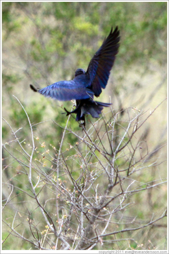 Burchell's Starling landing.